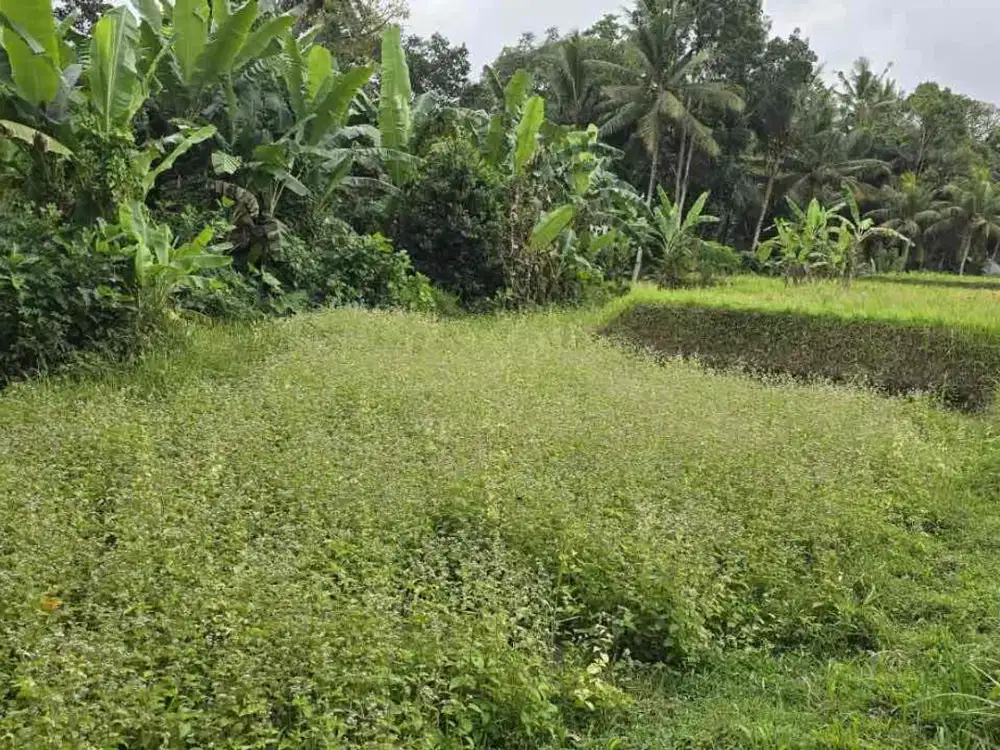 Dijual Tanah 20 Are Tirta Tawar Ubud