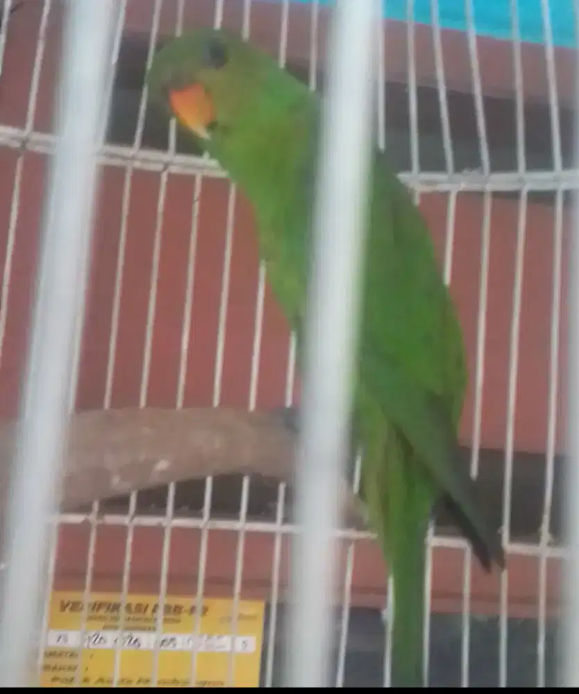 LOVEBIRD JOSAN JINAK TIDAK GIGIT BISA DI PEGANG PEGANG 1 JUTA