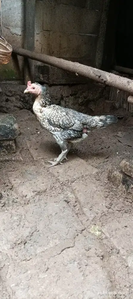 Ayam bangkok pama ori