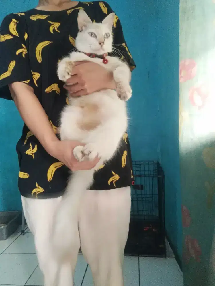 Kucing Himalaya Siam longhair proven birahi lagi