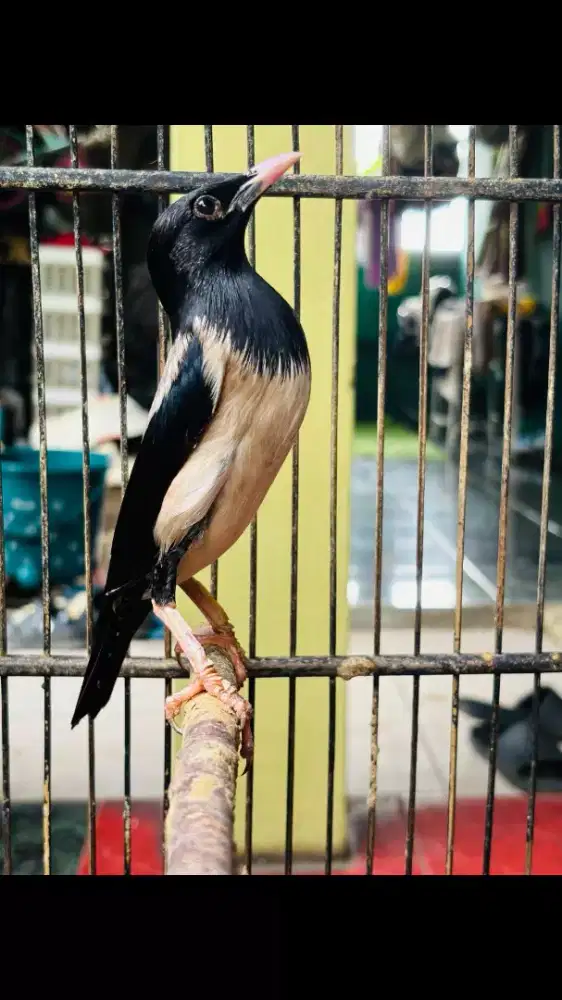 Burung Jalak Mawar sudah Bunyi