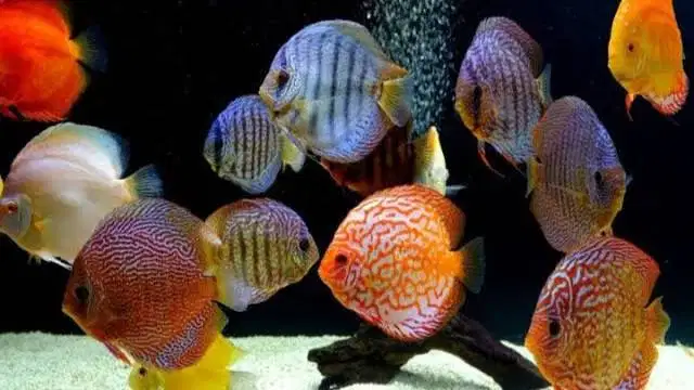 Ikan Discus Disscus Discuss Diskus Beraneka Ragam dan Bermacam-macam