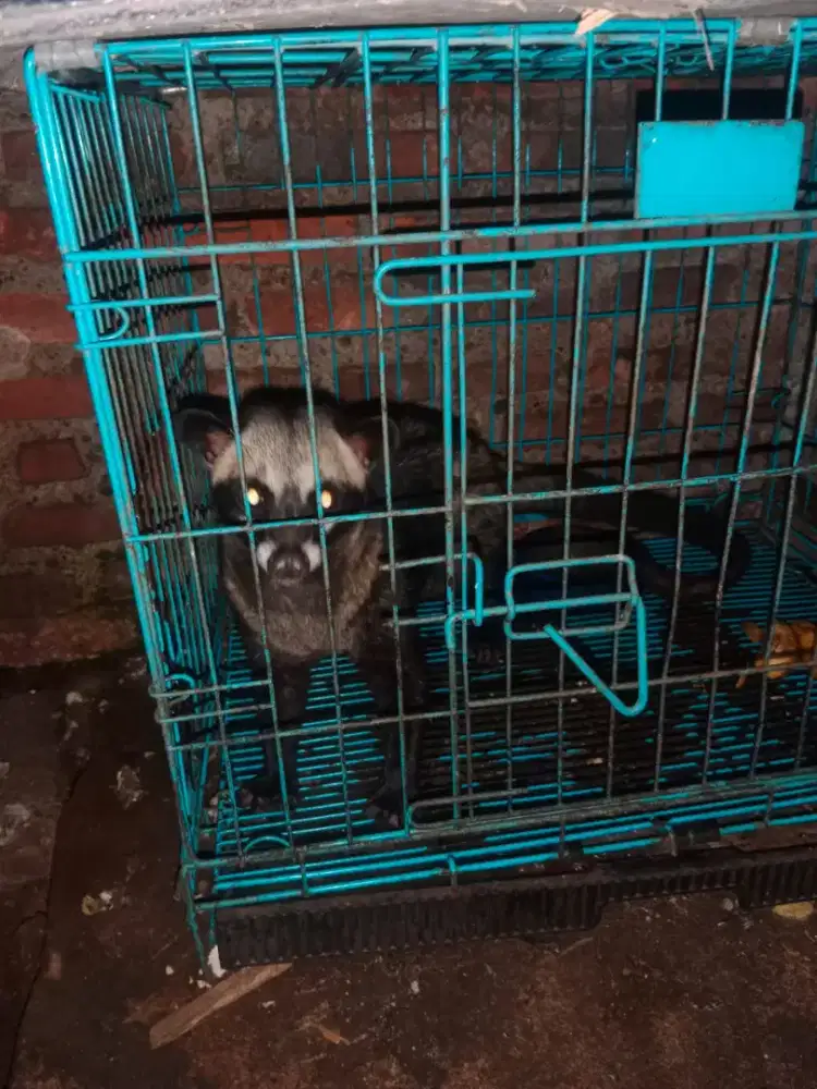 Musang pandan betina