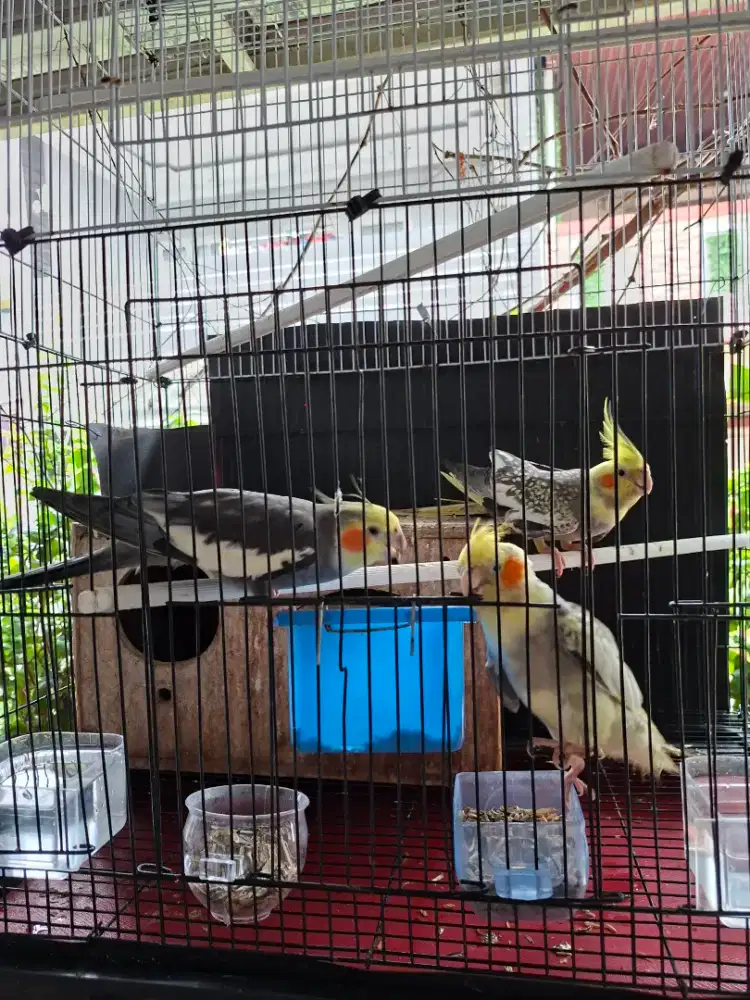 Falk indukan plus anak