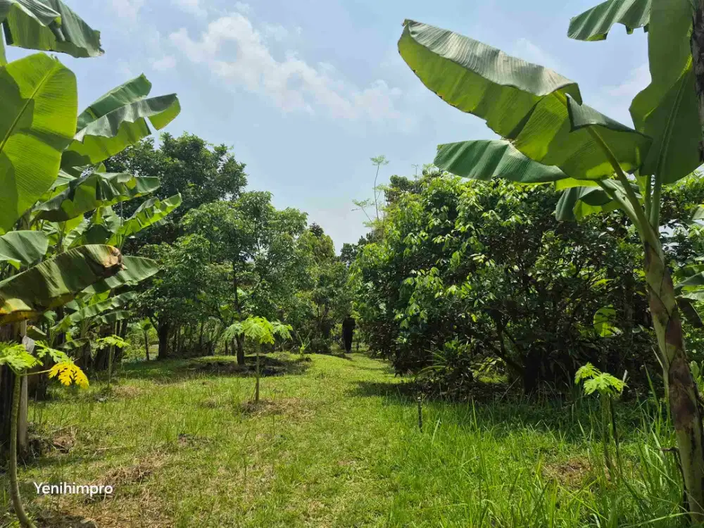 Dijual kebun buah cocok untuk villa di bogor timur