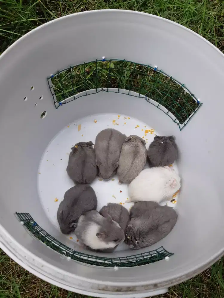 Campbell Blue & Blue Mottled