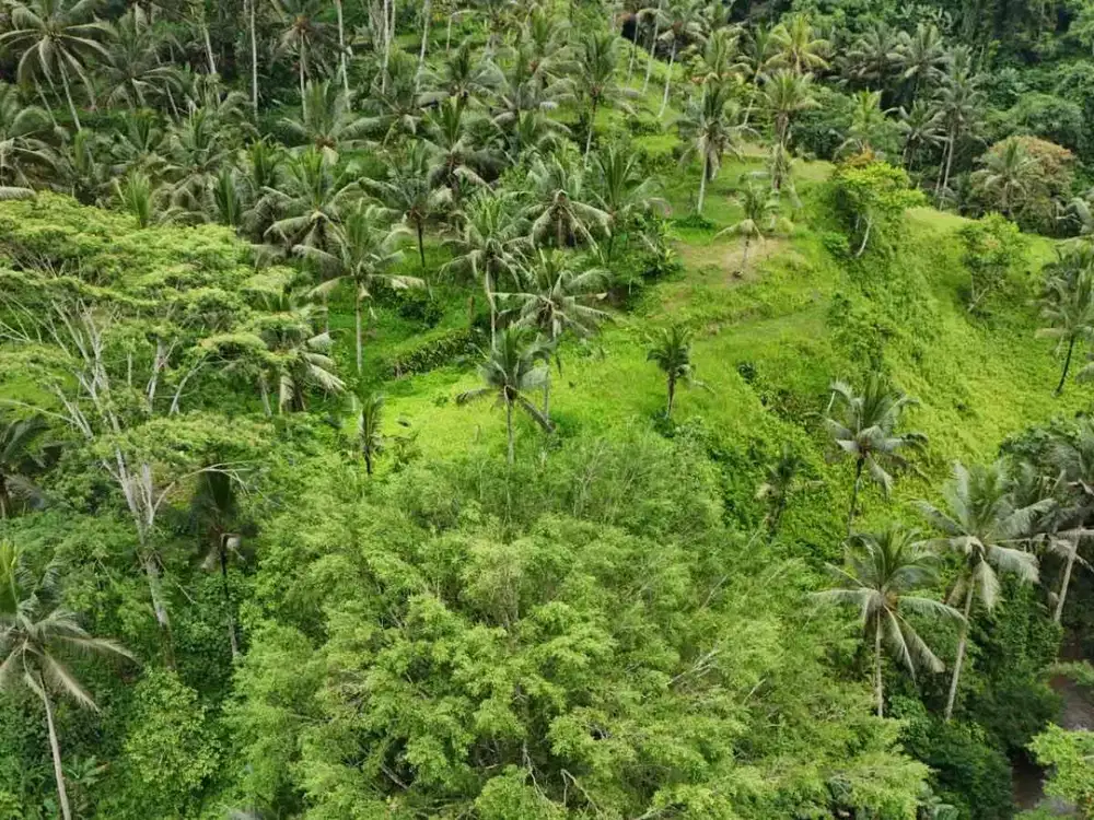 Disewakan Tanah 95 Are Tegalalang