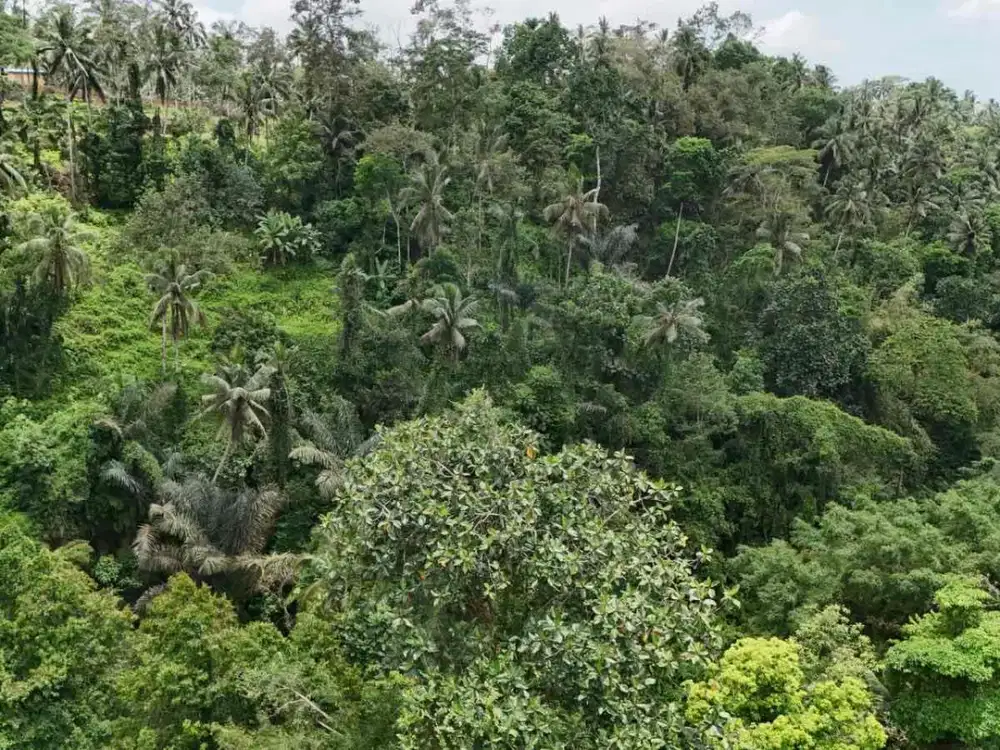 Disewakan Tanah 65 Are Tegalalang, Ubud