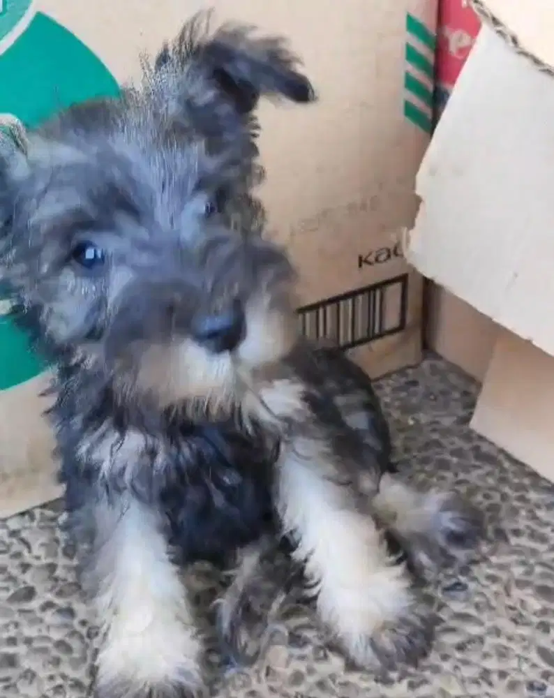 Anjing / puppies schnauzer (anjing tintin)