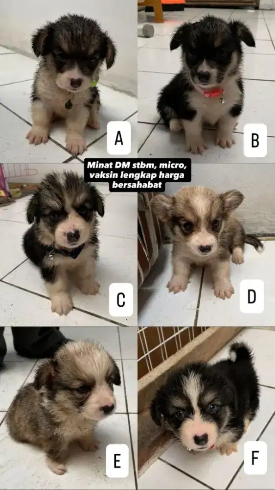 Corgi, gemas, lucu, aktif