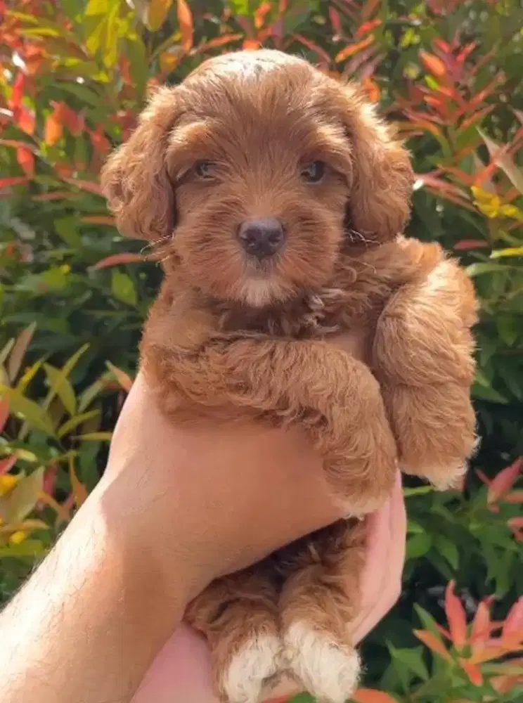 Anjing / puppies maltipoo betina cute