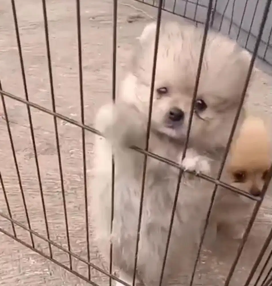 Anjing / puppies supermini pom jantan