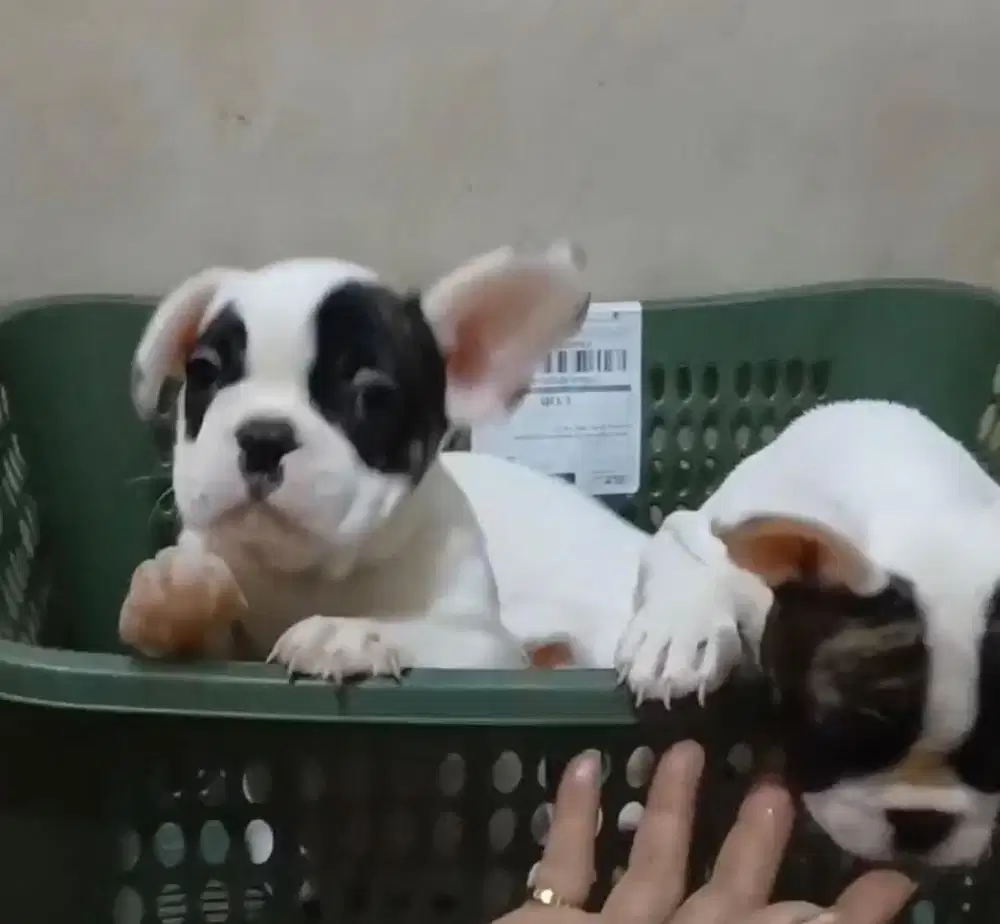 Anjing / puppies french bulldog jantan pied
