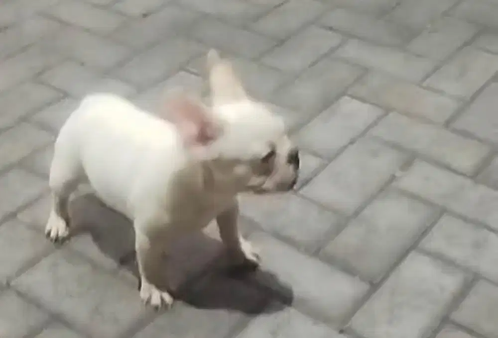 Anjing / puppies french bulldog betina 5 bulan