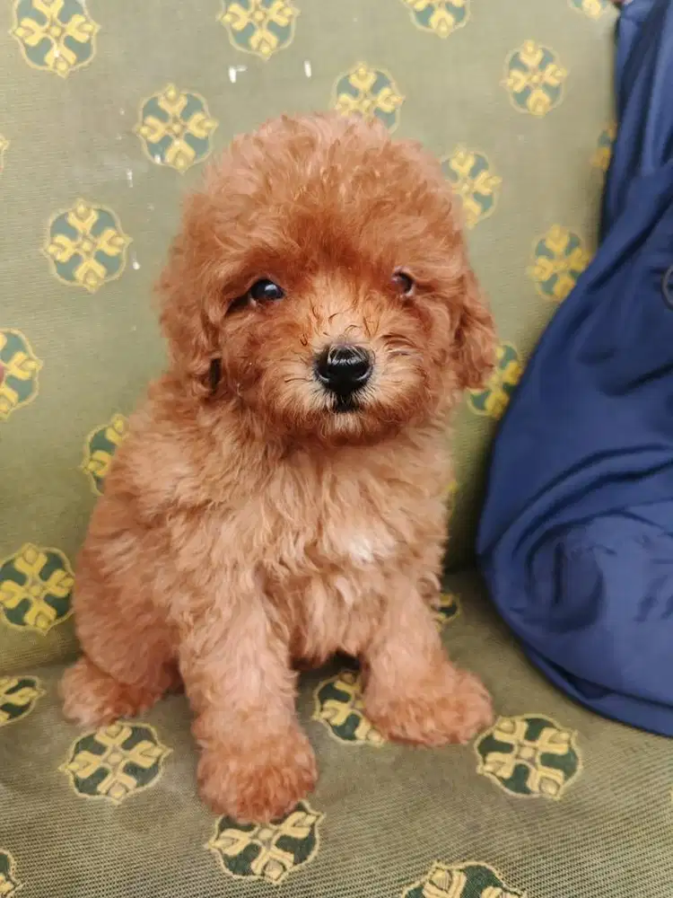 Anjing / puppies maltipoo jantan