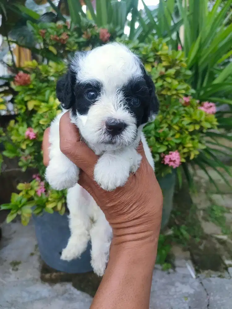 Anjing / puppies toy poodle party (jantan)