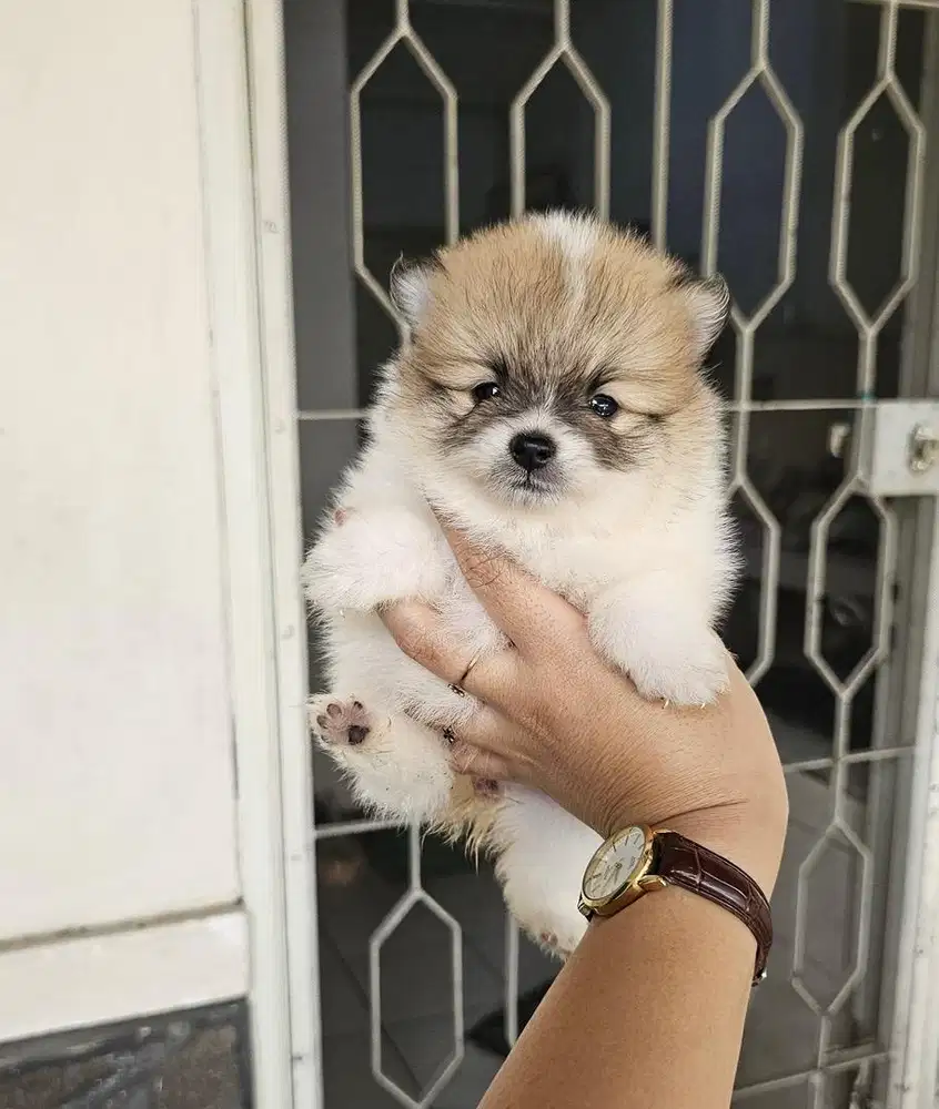 Anjing / puppies minipom betina party