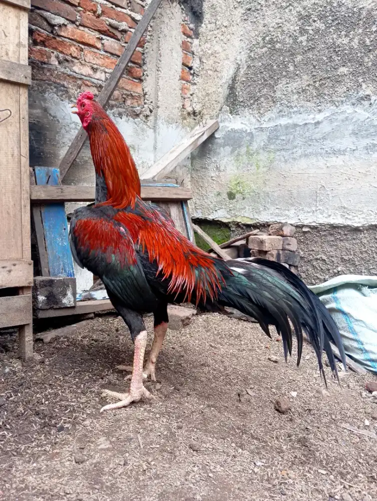 Jajangkar ayam muda siap abar