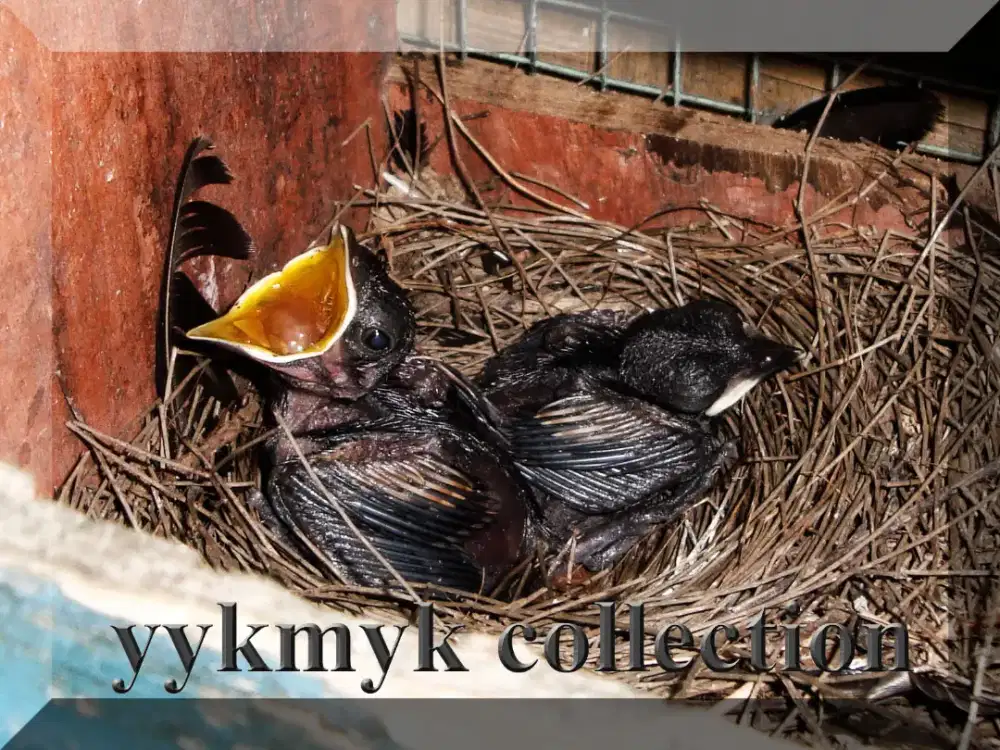 Dicari Lolohan Anak Kacer 1 Pasang