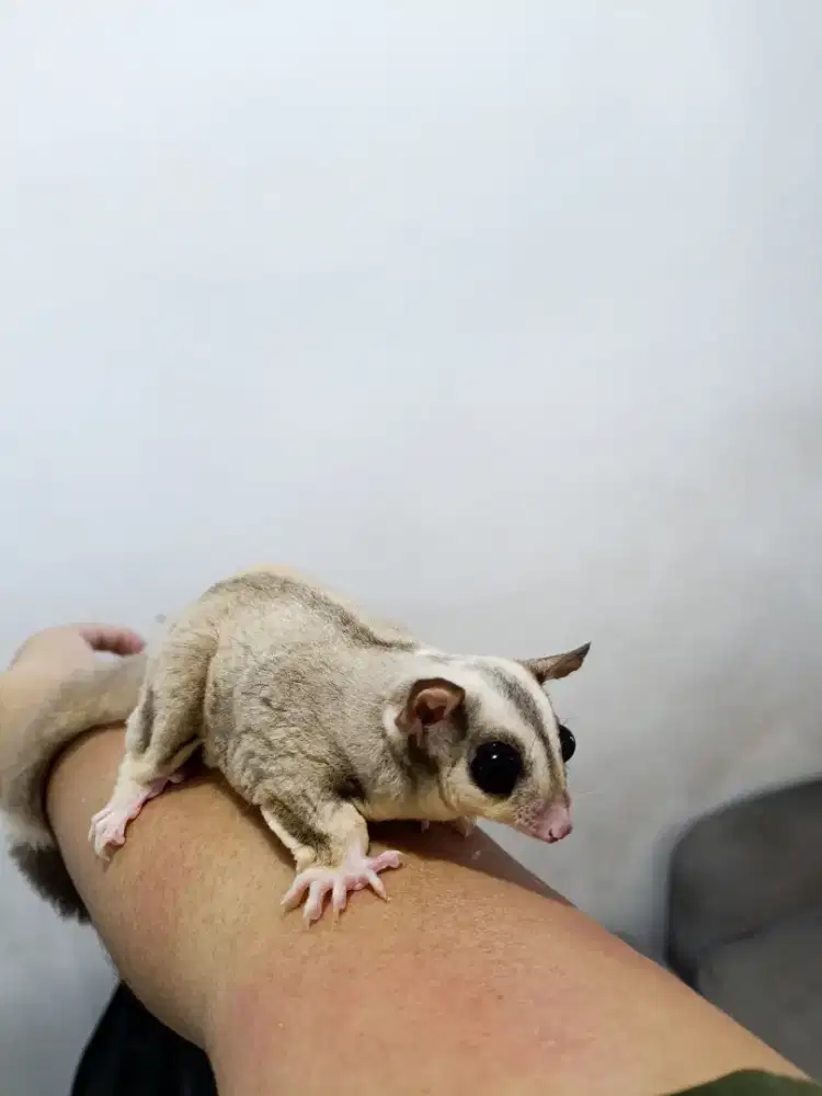 Sugar Glider Mosaic Ring Tail dan Classic Gey