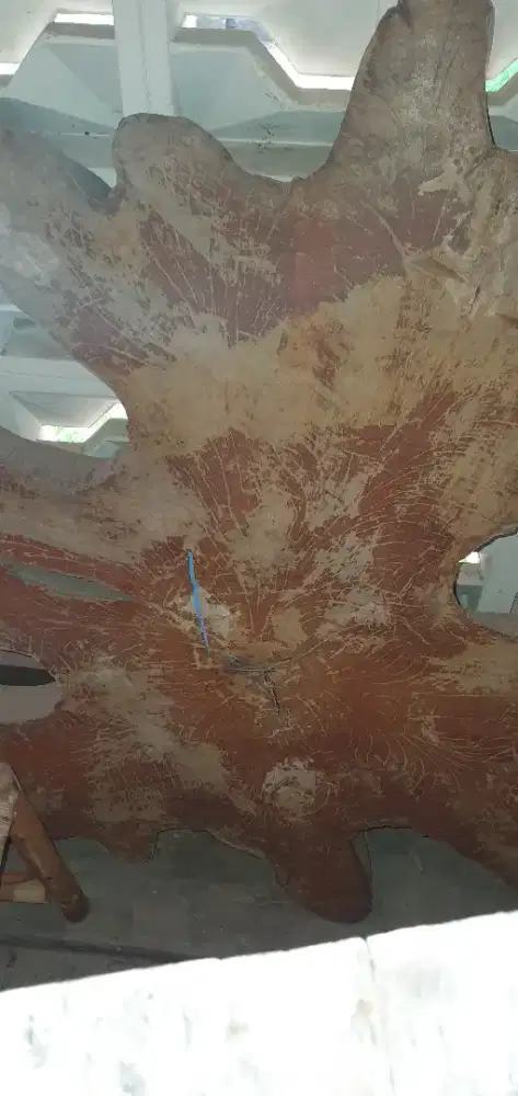 Akar jati untuk meja