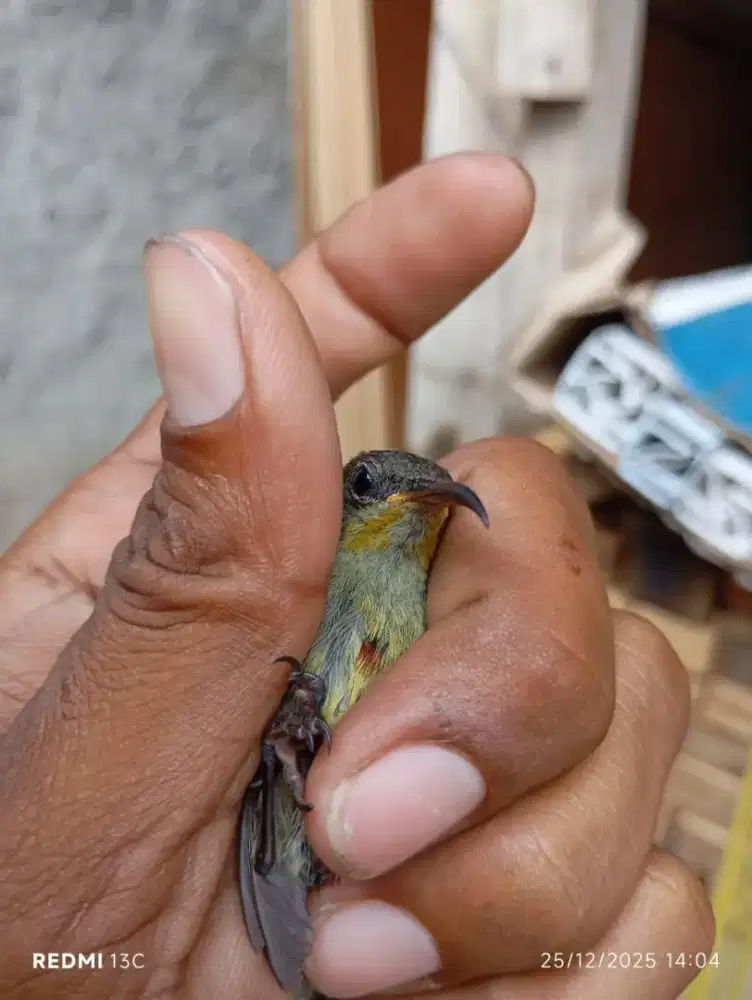 Kolibri ninja (konin)