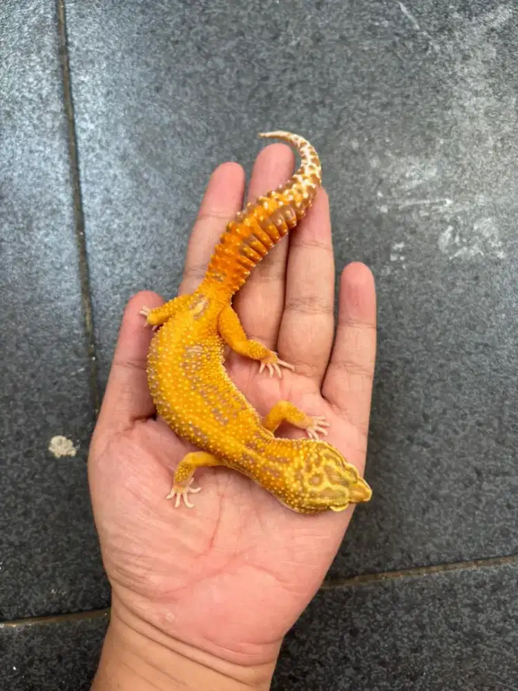 Jual Gecko Morph