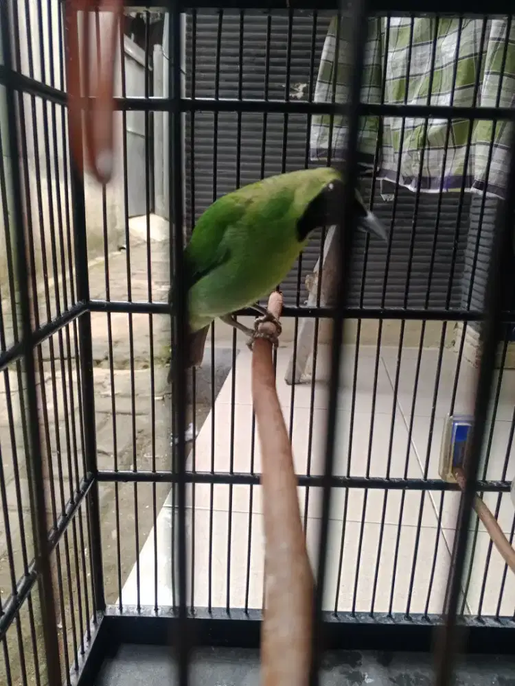 Burung Kutilang Banyuwangi