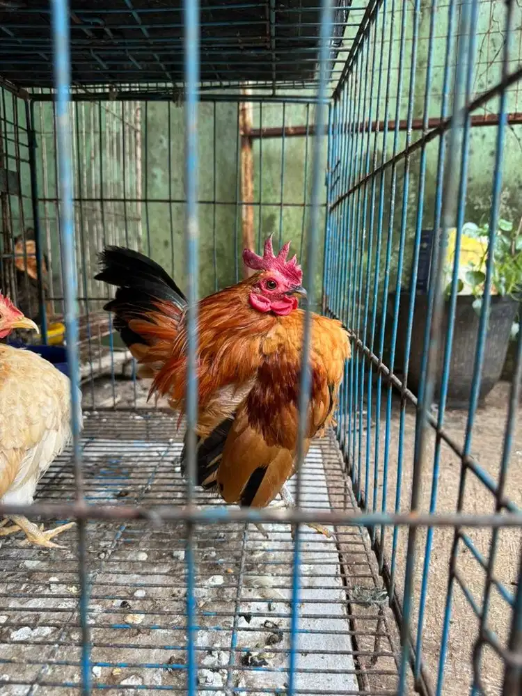 Ayam serama kontes sepasang