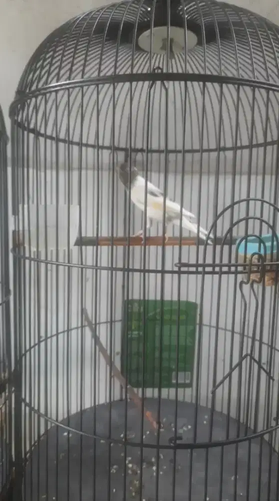 Kenari AF panda Gacor fulset