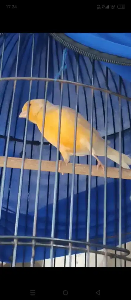 Kenari betina Af siapan