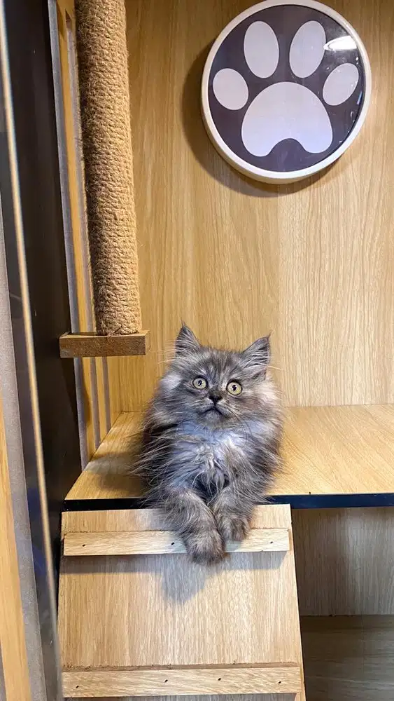 sepasang kitten longhair