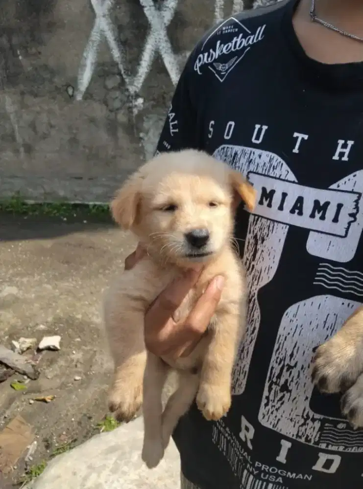 anjing puppy mix kintamani