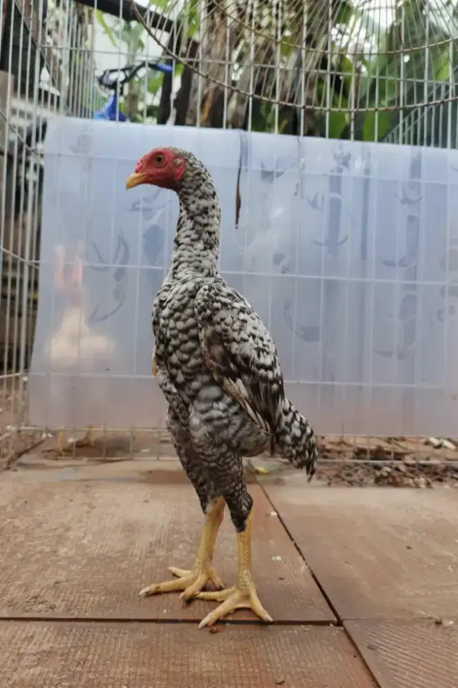 Ko Shamo Mini Jepang Jantan 6 bulan