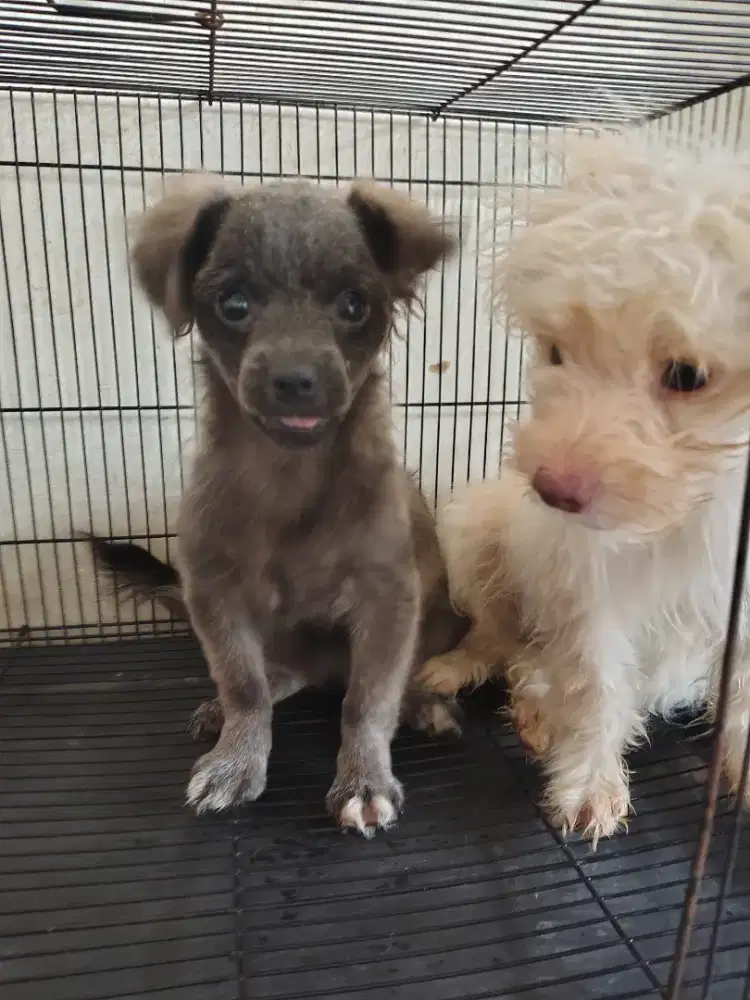 Anjing ras kecil ganti biaya perawatan