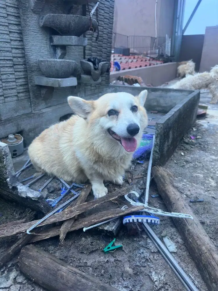 Corgi 2 thn lucu endutt