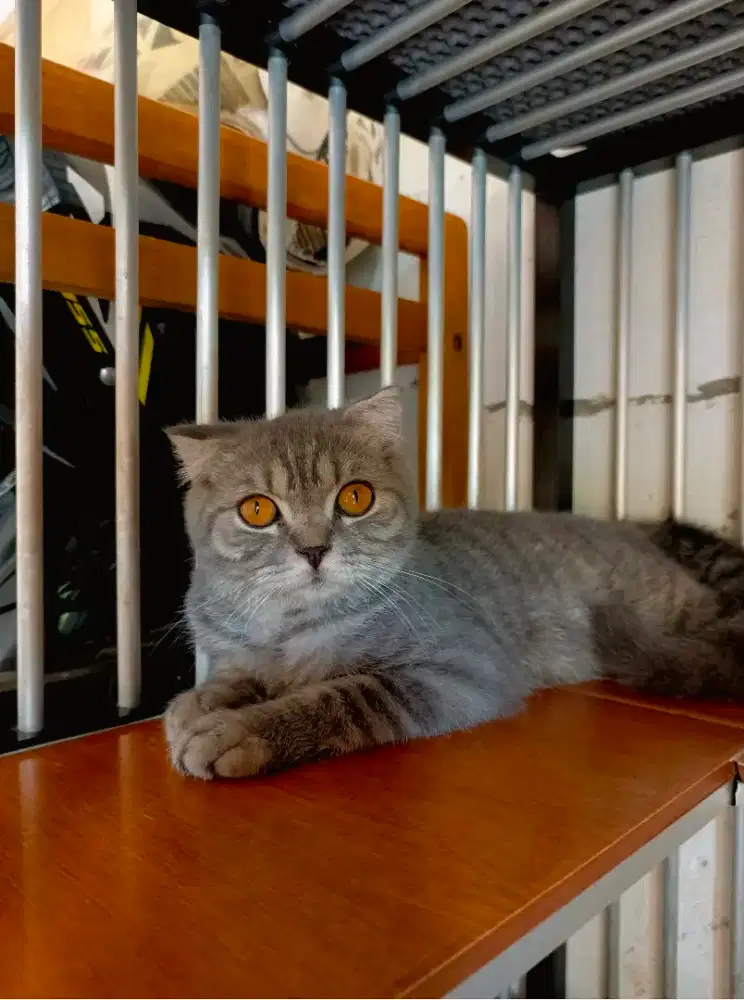 Scottish fold 5bulan(male)
