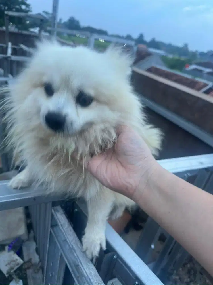 Minipom stanbum jago kawin