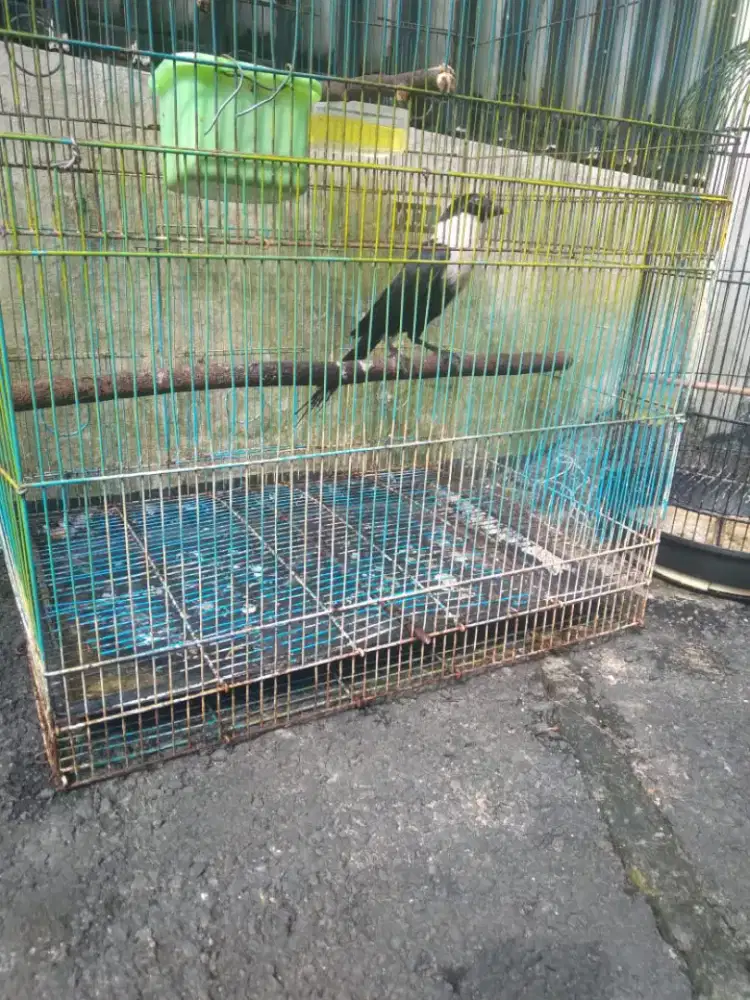 Burung bilbong burja murah mulus