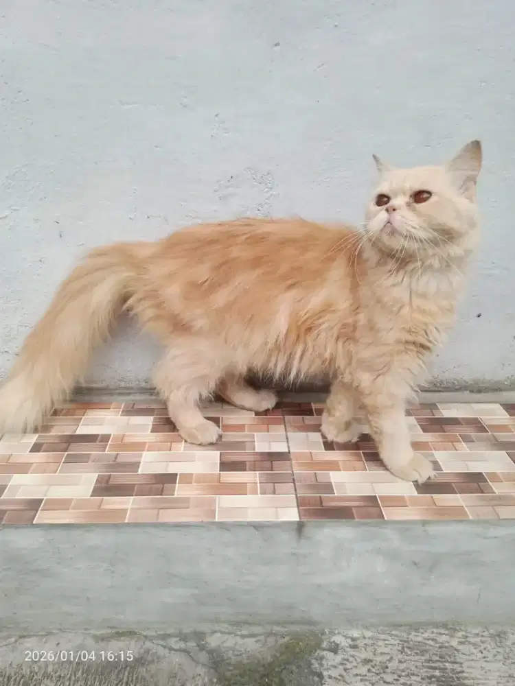 anak kucing persia