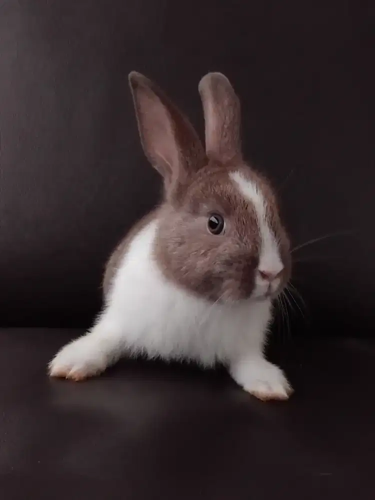 jual anak kelinci dutch