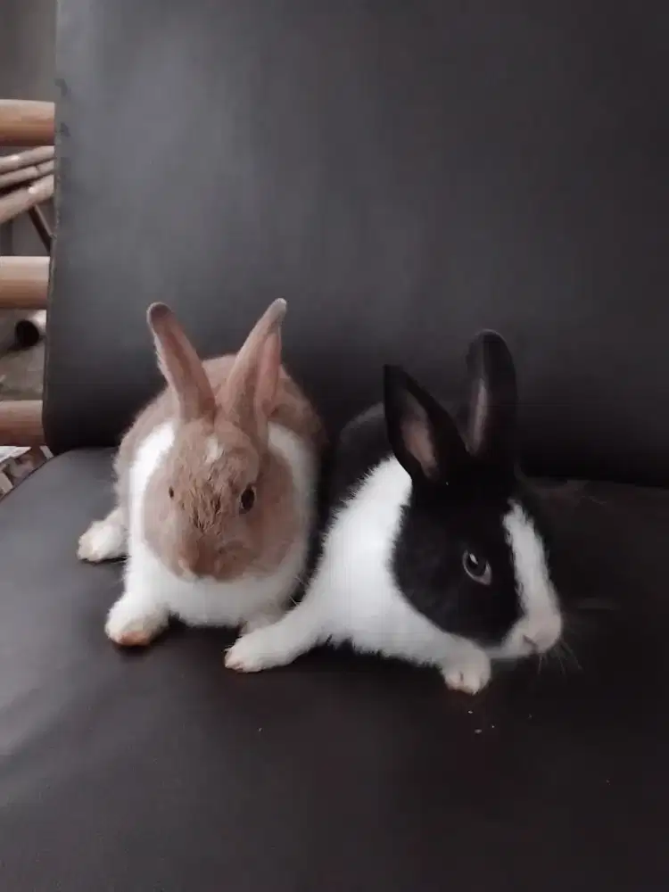 jual anak kelinci dutch