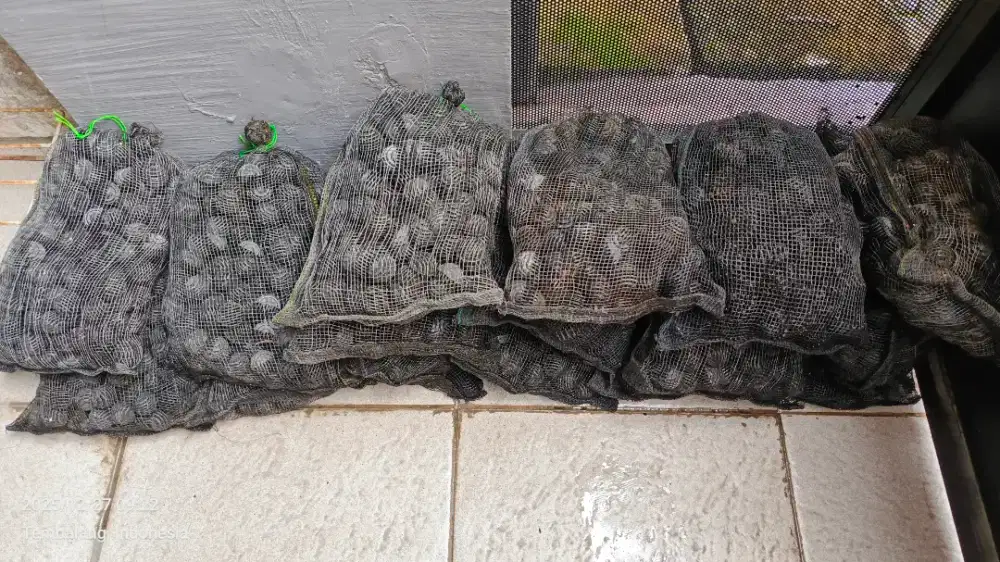 Filter kolam ikan Koi Bioball, karangjahe, jaring