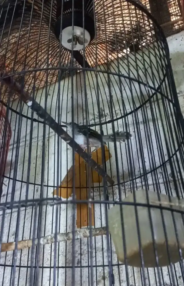 Burung Ciblek Kristal Gacoran