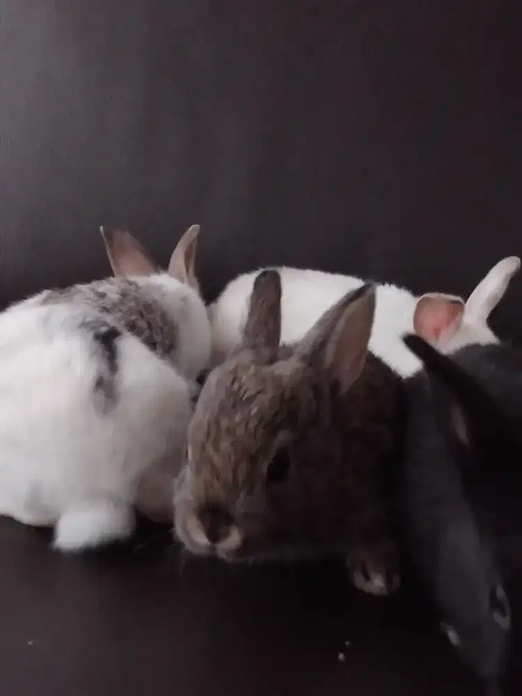 jual anak kelinci lokal murah