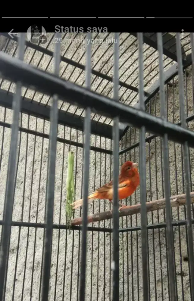 Jual burung kenari