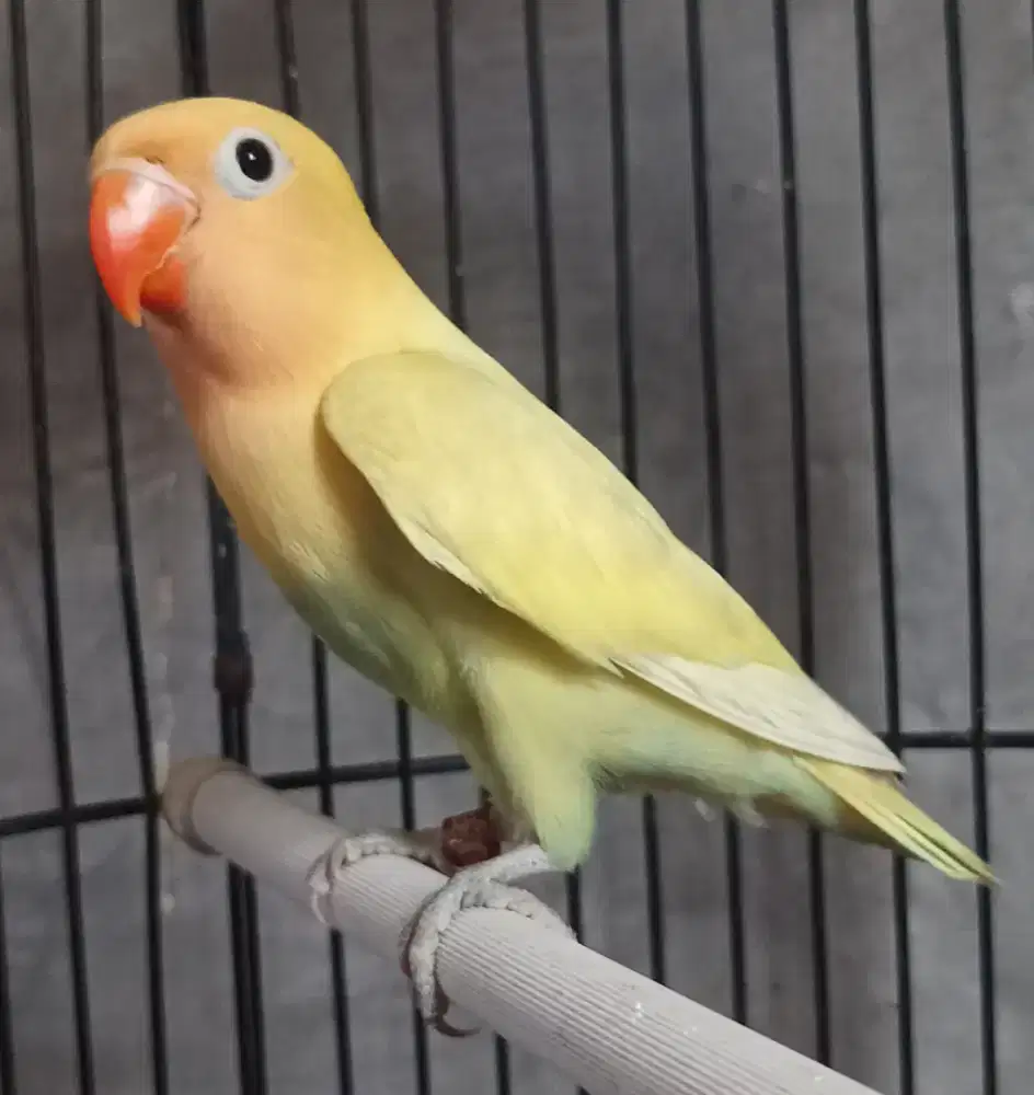 Burung Lovebird love bird Aqua Pastel Blue1 paud