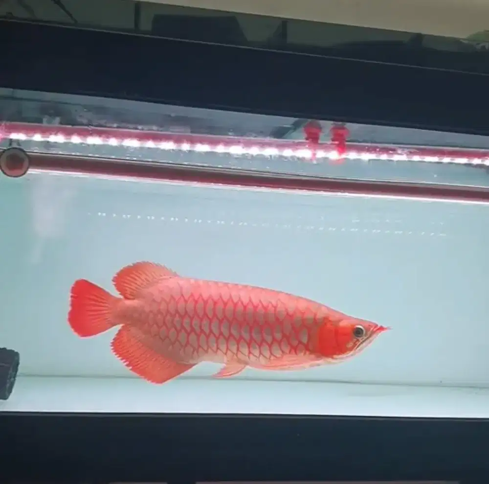 Jual ikan arwana super Red