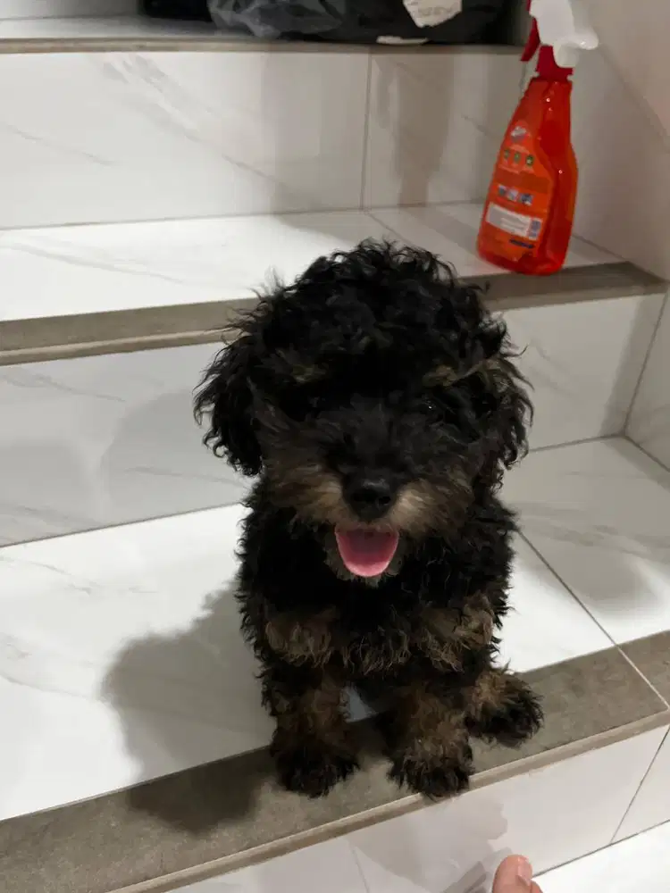 Toy Poodle Puppy Betina