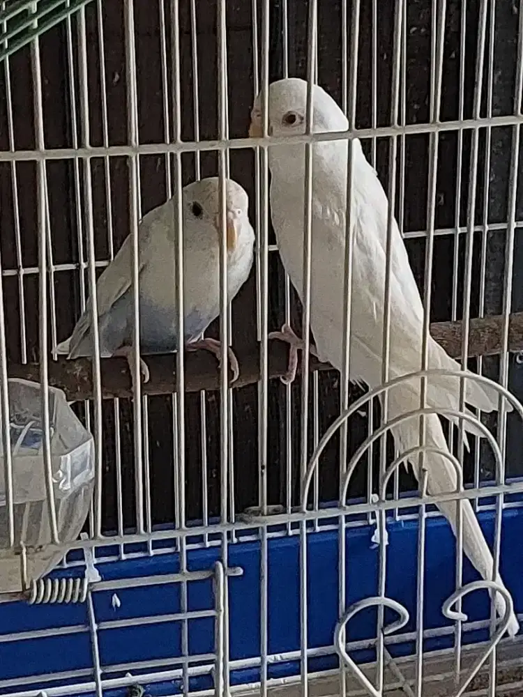 Jodoan parkit yg 1 mata merah